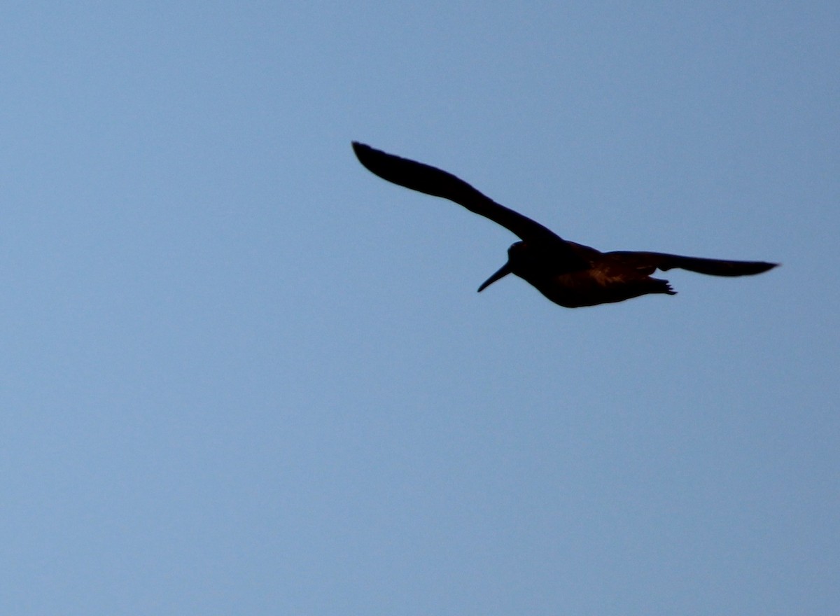 Eurasian Woodcock - ML644468687
