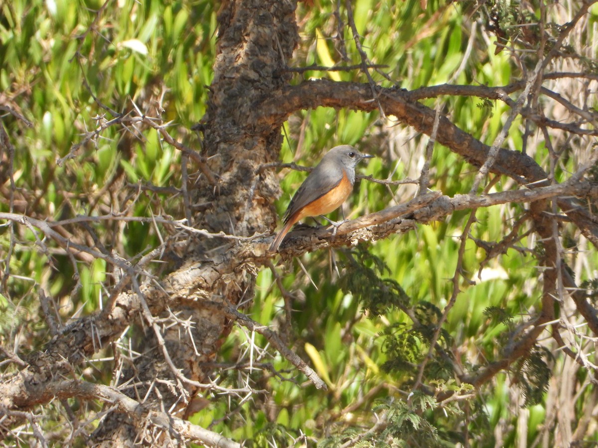 Скеляр малий - ML644468690