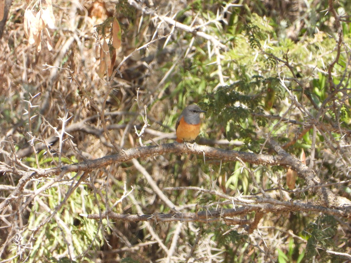 Скеляр малий - ML644468691