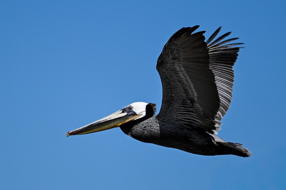 Brown Pelican - ML644468692