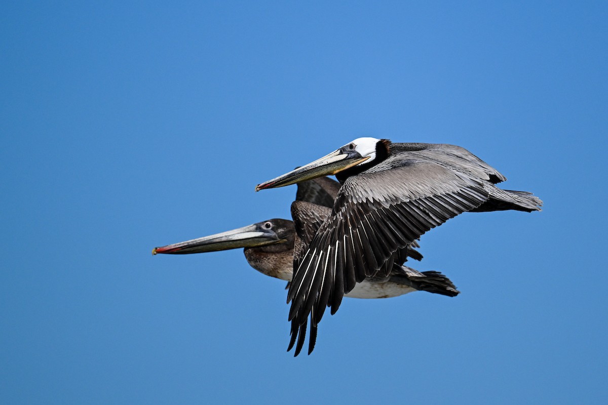 Brown Pelican - ML644468694