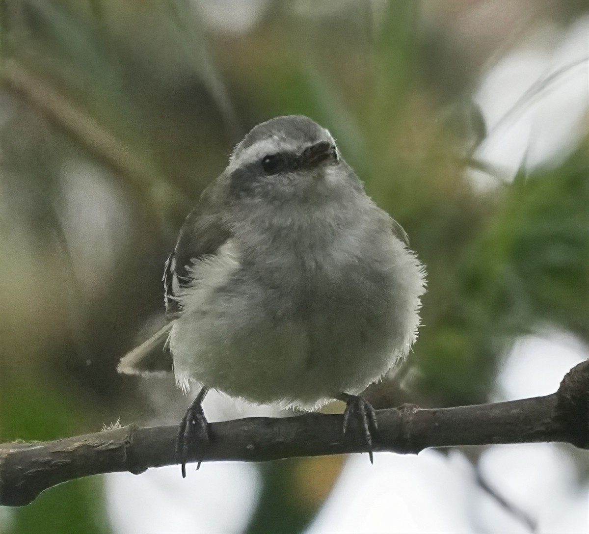 White-banded Tyrannulet - ML644468698