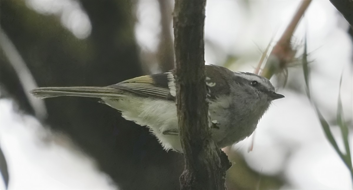 White-banded Tyrannulet - ML644468699