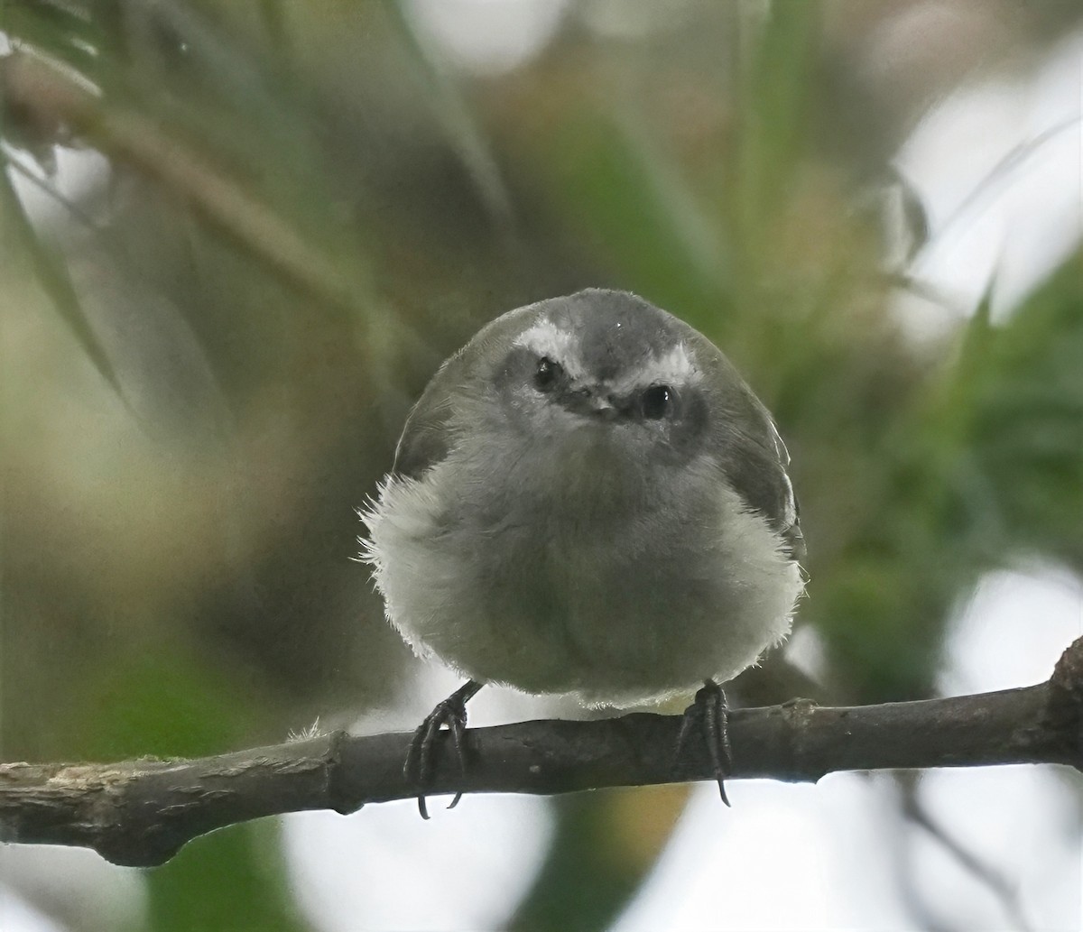 White-banded Tyrannulet - ML644468700
