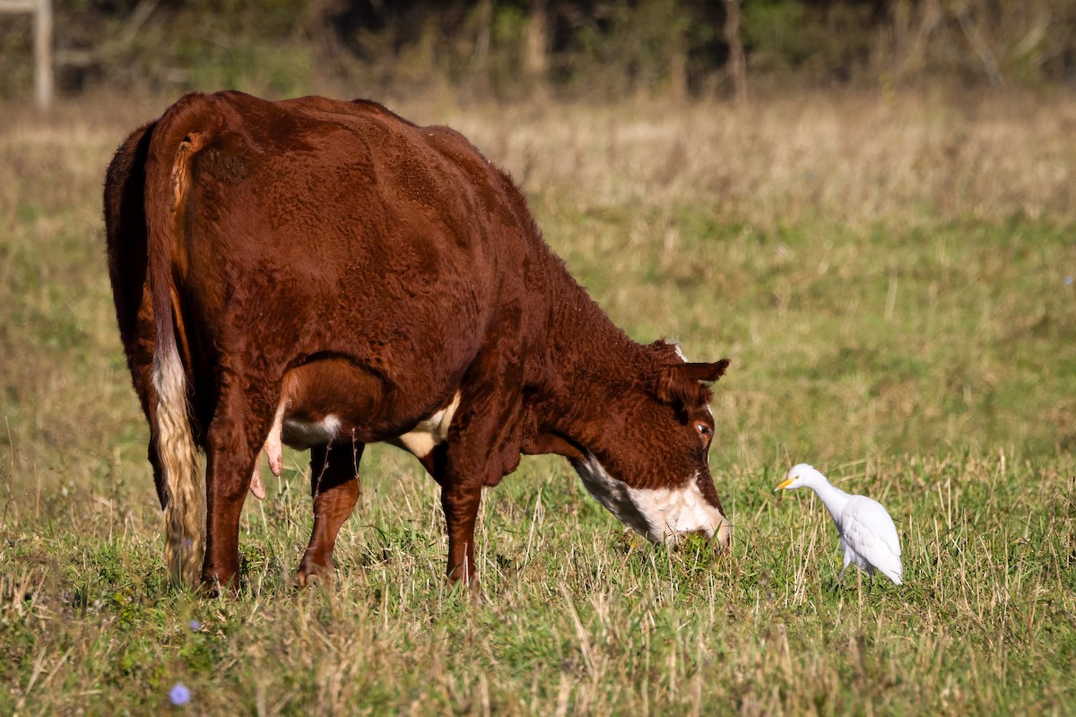 Western Cattle-Egret - ML644468701