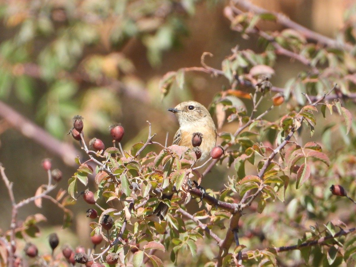 African Stonechat - ML644468705