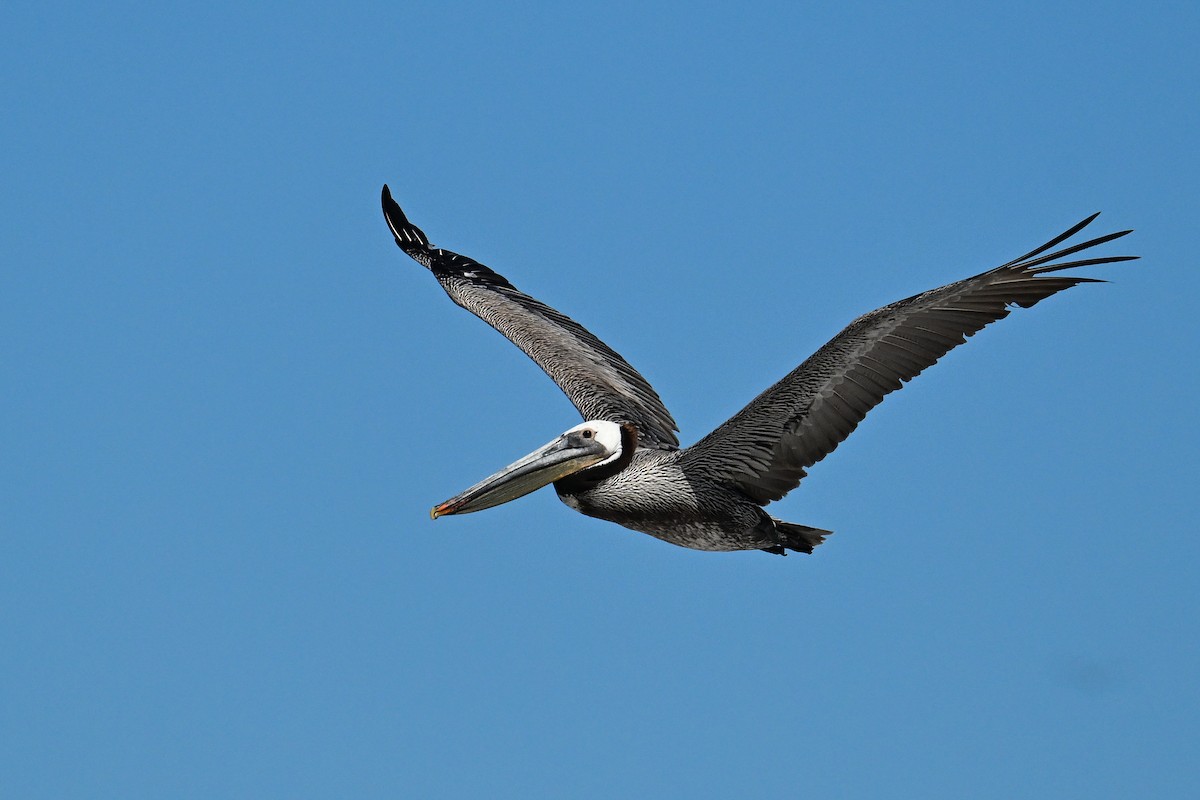 Brown Pelican - ML644468706