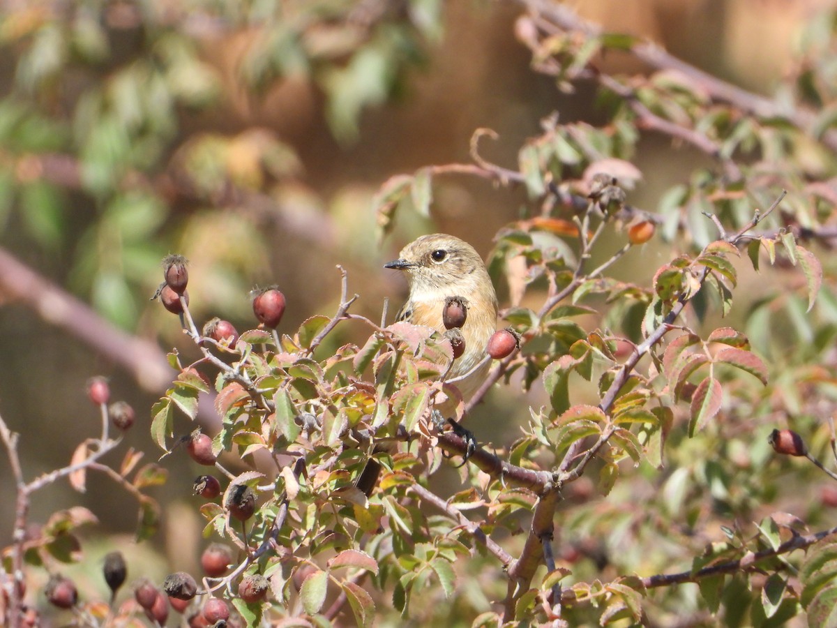 African Stonechat - ML644468714