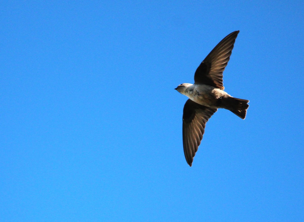 Харагчин хараацай - ML644468717