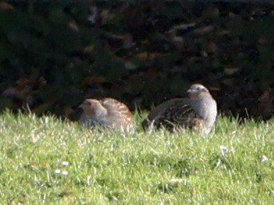 Gray Partridge - ML644468720