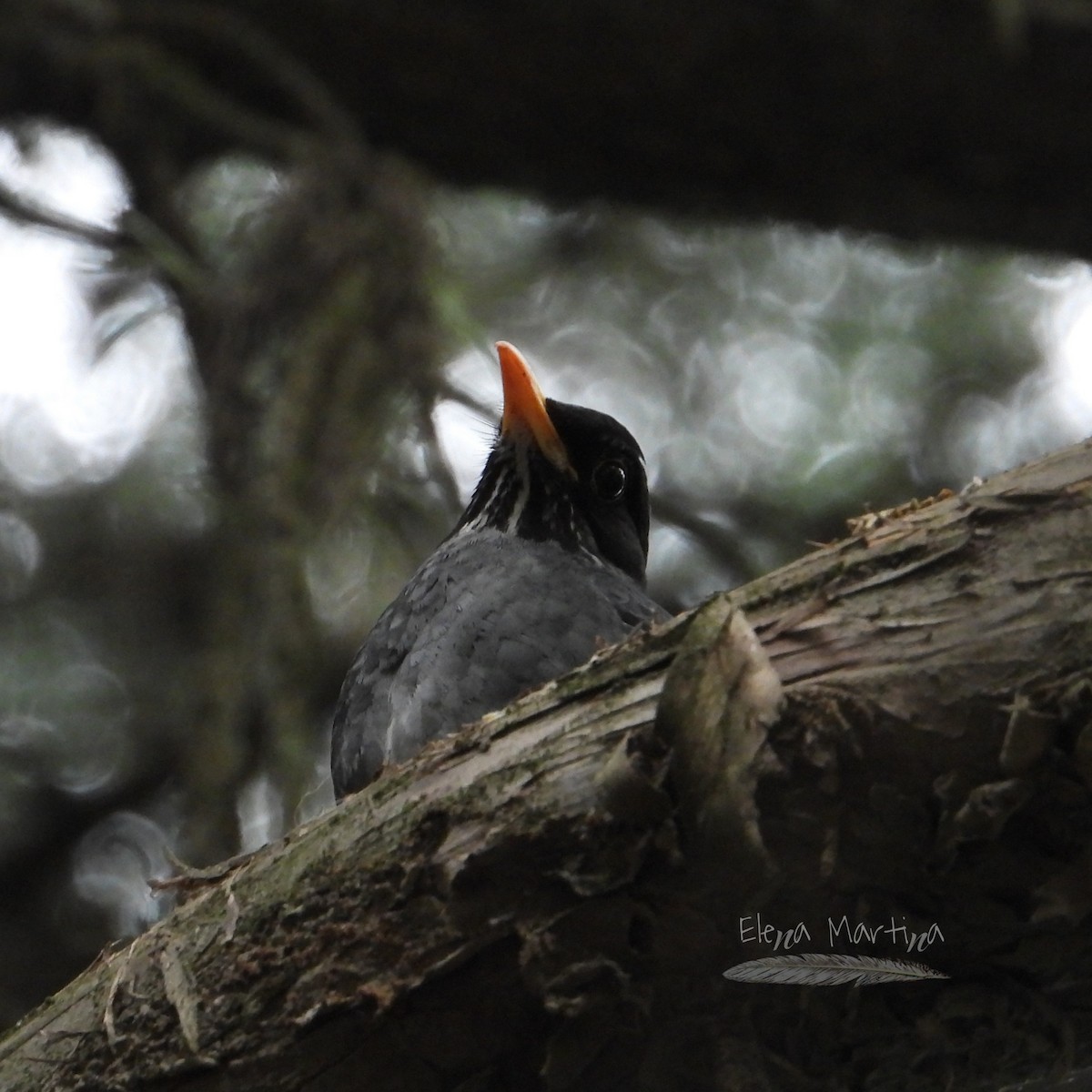 Andean Slaty Thrush - ML644468728