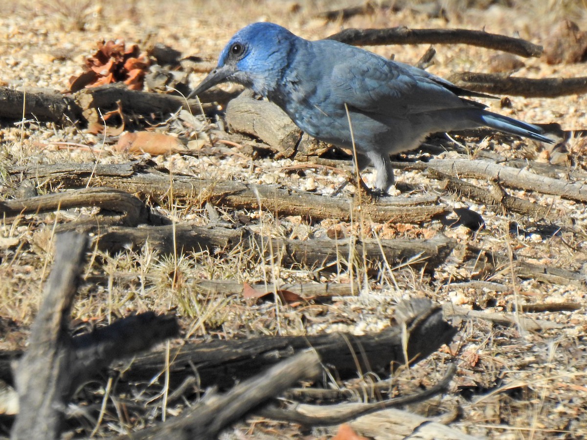 Pinyon Jay - ML644468729