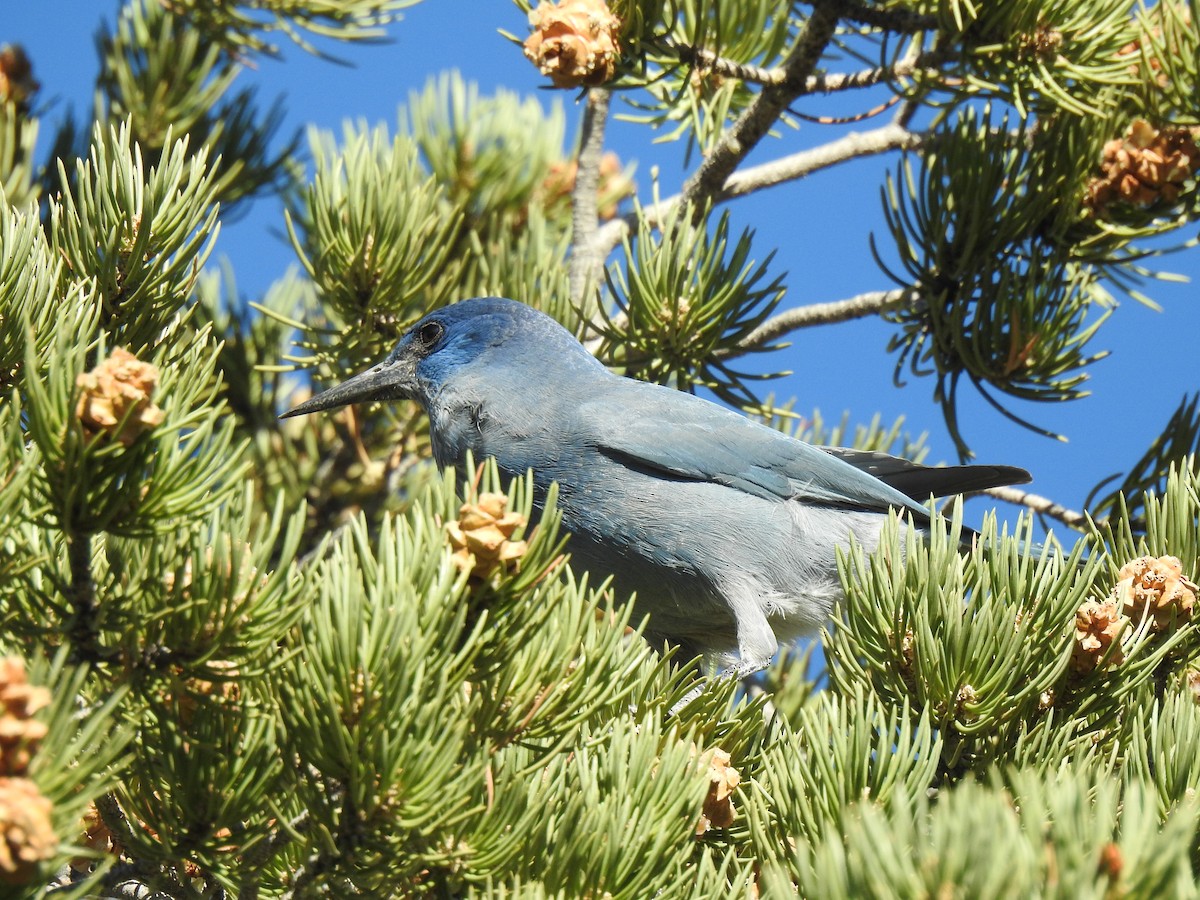 Pinyon Jay - ML644468730
