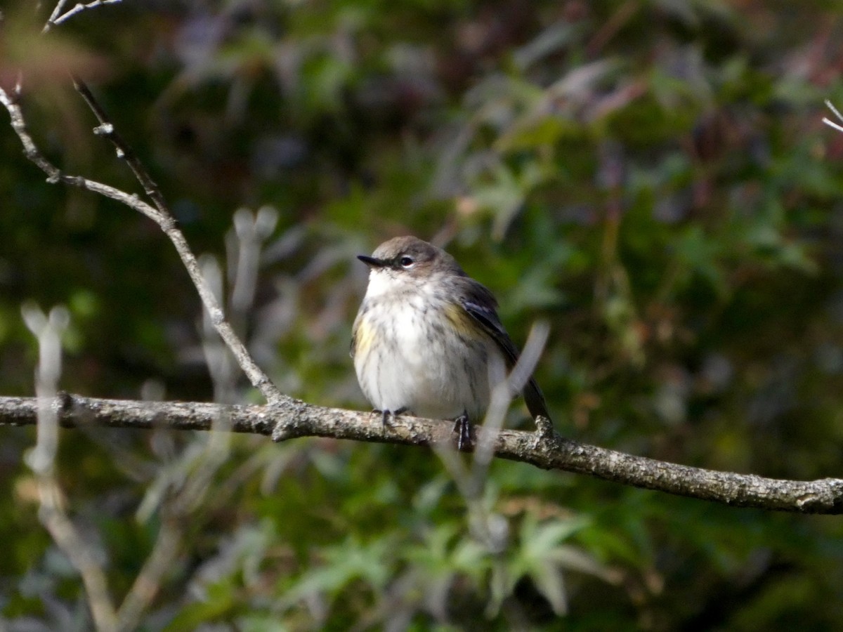 סבכון הכתר - ML644468747