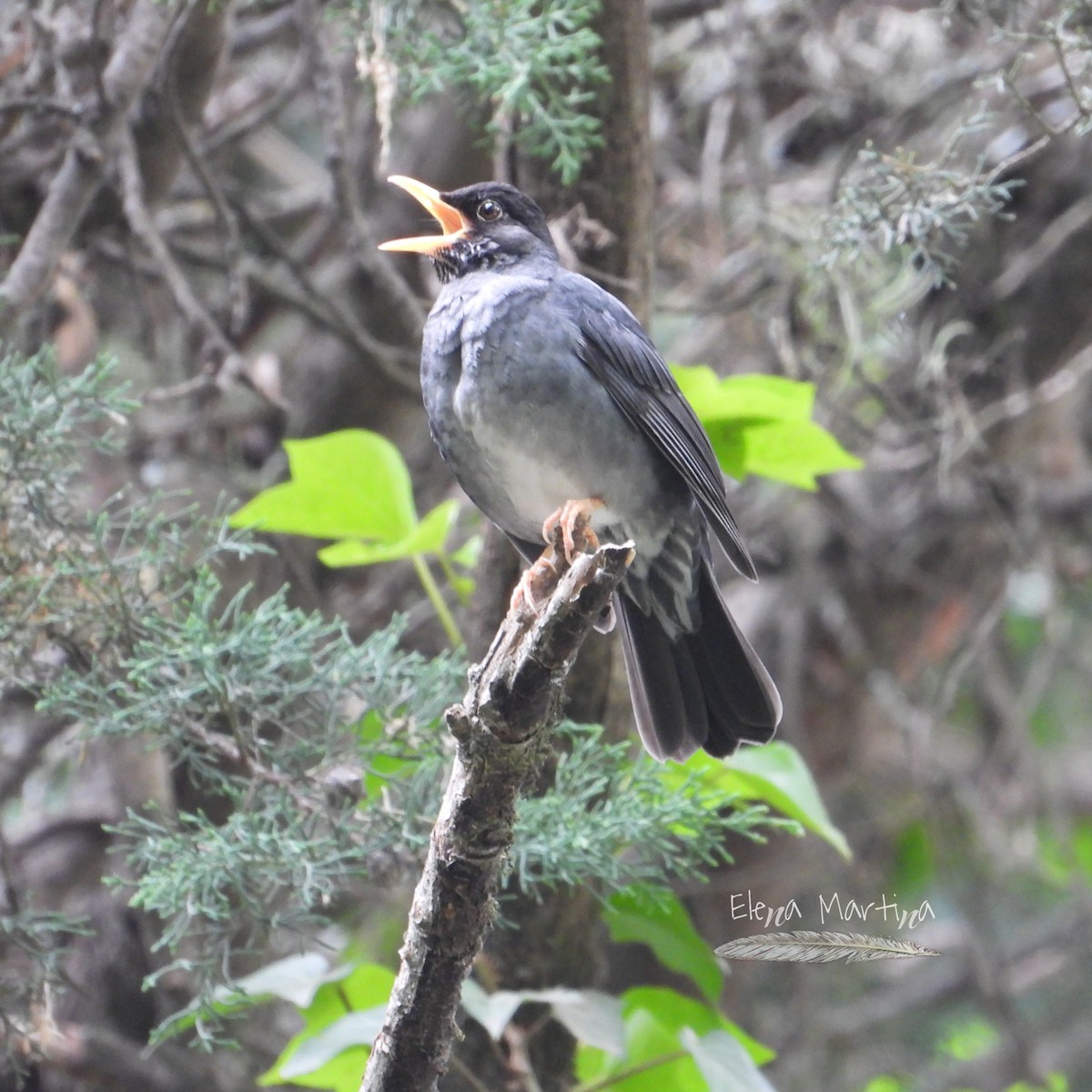 Andean Slaty Thrush - ML644468749