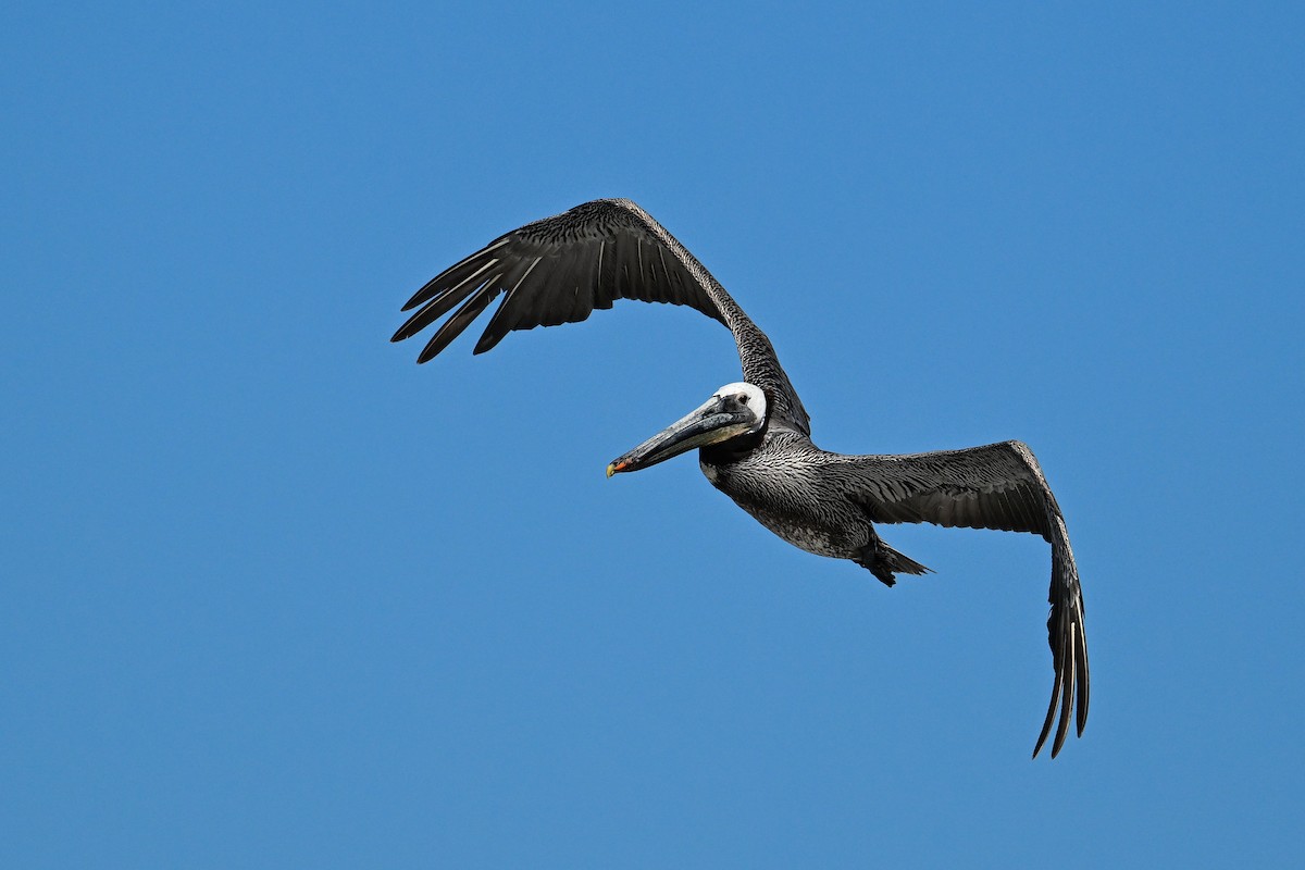 Brown Pelican - ML644468759