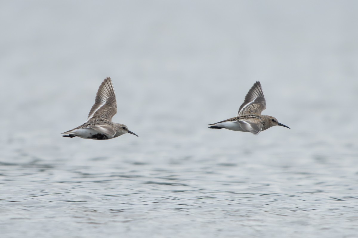 Txirri arrunta (arctica) - ML644468772