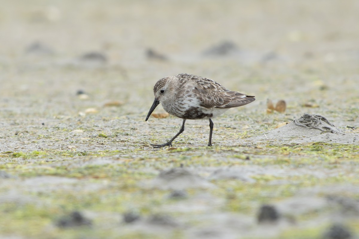 Txirri arrunta (arctica) - ML644468773