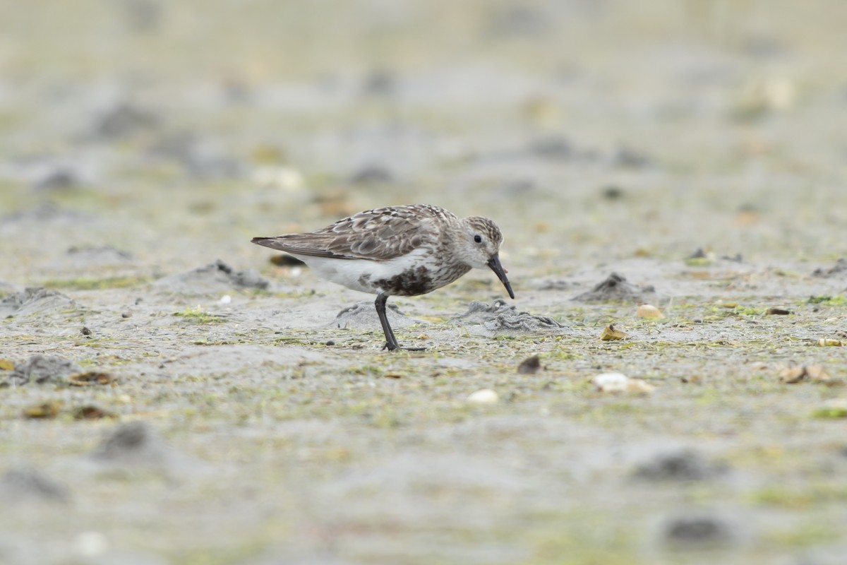 Txirri arrunta (arctica) - ML644468775