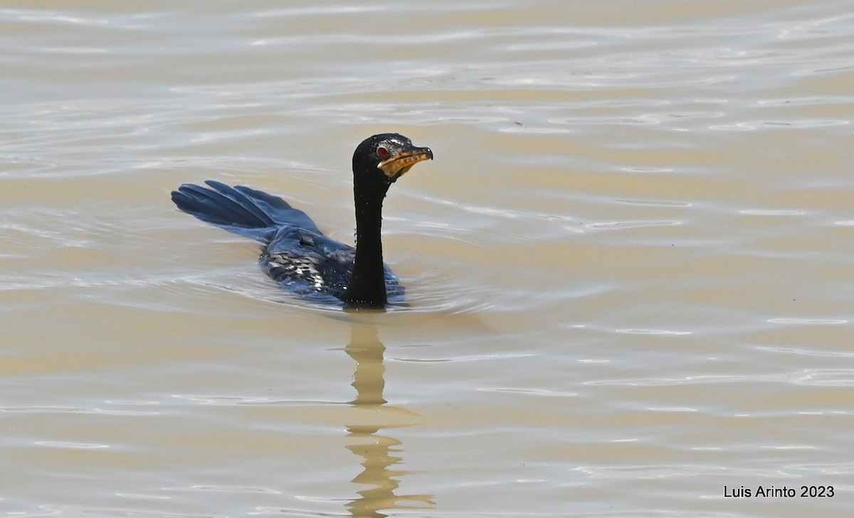 アフリカコビトウ - ML644468776