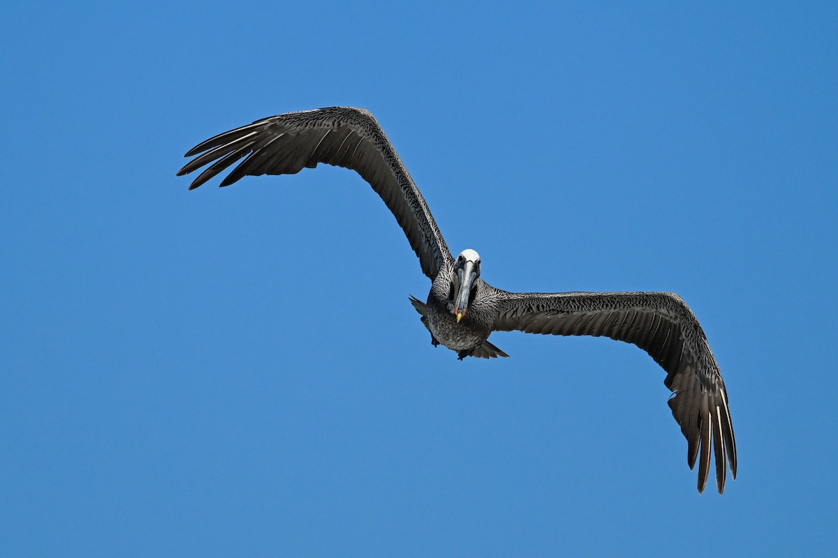 Brown Pelican - ML644468780