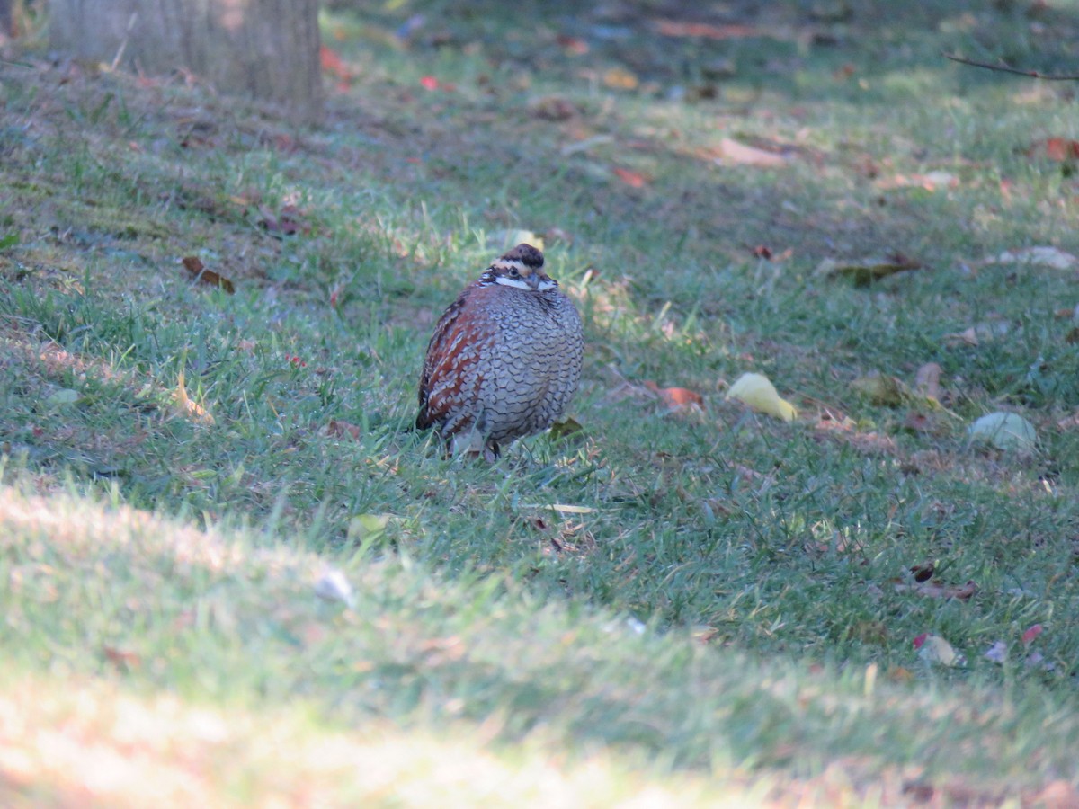 Northern Bobwhite - ML644468787