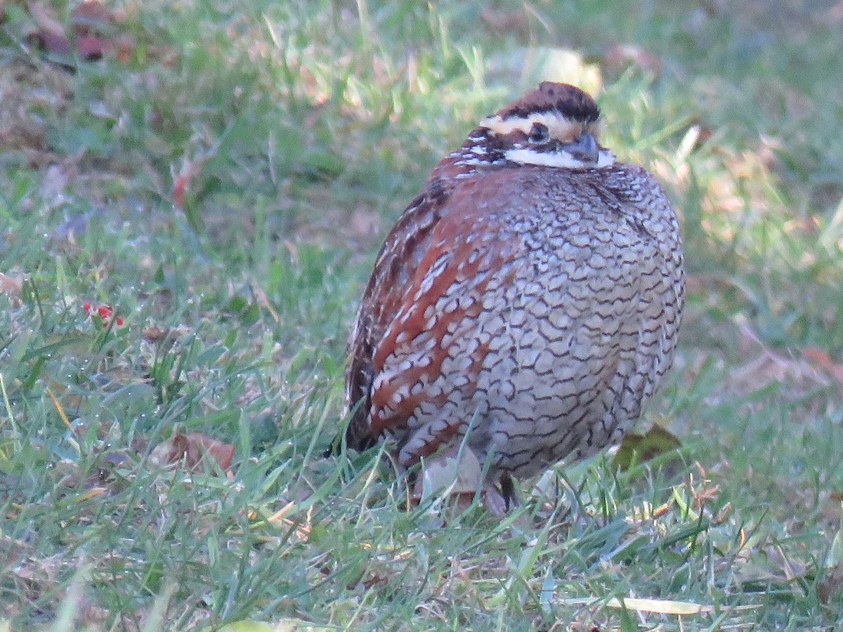 Northern Bobwhite - ML644468792