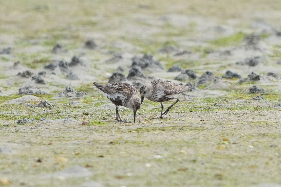 Txirri arrunta (arctica) - ML644468795