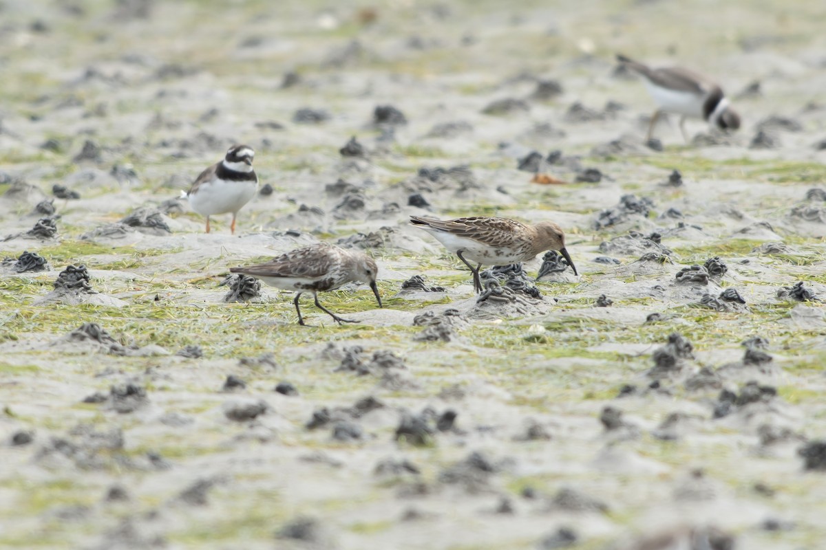 Txirri arrunta (arctica) - ML644468798