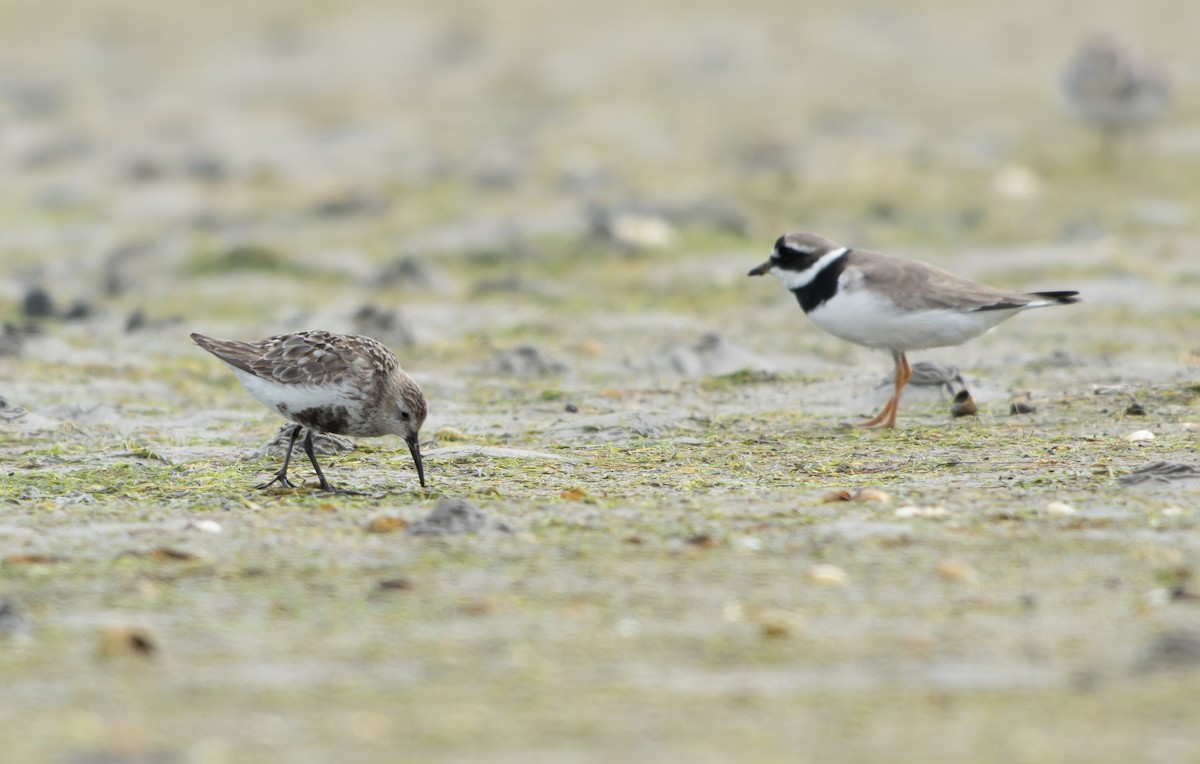 Txirri arrunta (arctica) - ML644468799