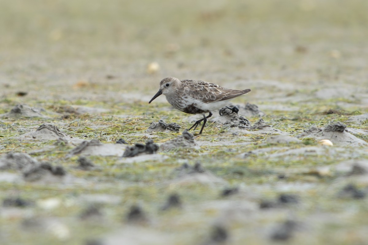 Txirri arrunta (arctica) - ML644468800