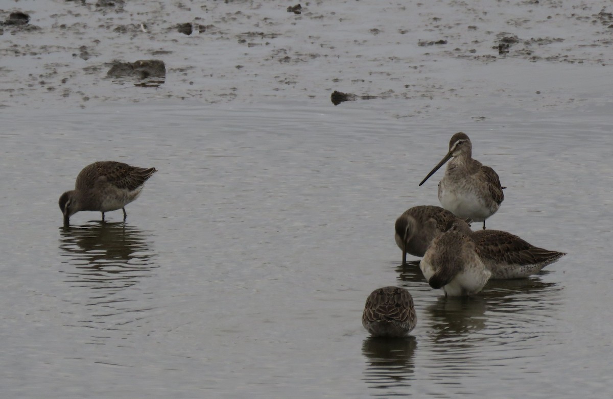 Хараалжин цууцил - ML644468803