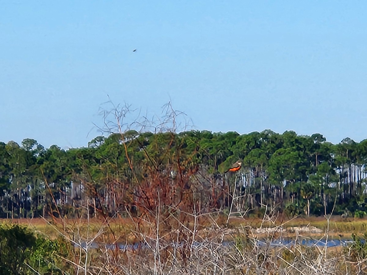 Vermilion Flycatcher - ML644468807