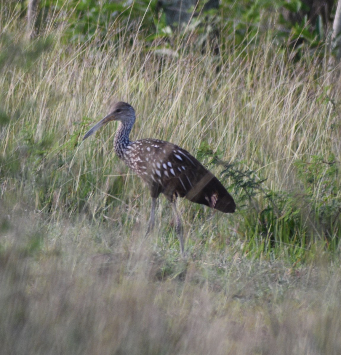Limpkin - ML644468808