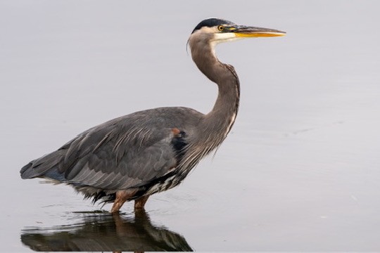Great Blue Heron - ML644468809