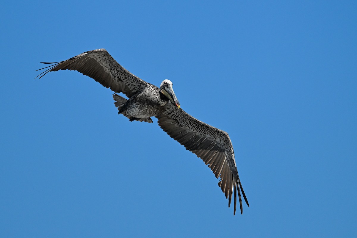 Brown Pelican - ML644468810