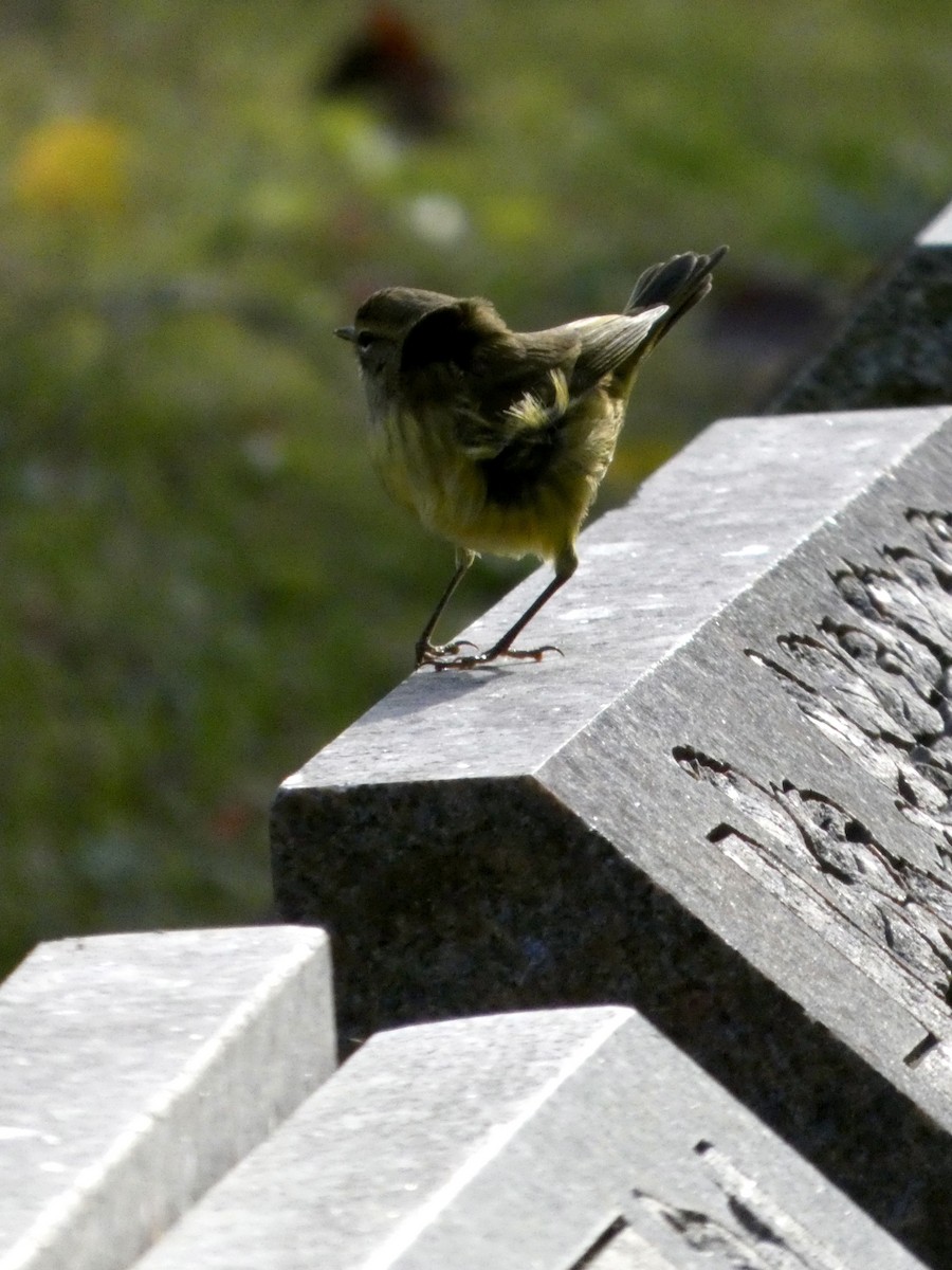 סבכון חום-כיפה - ML644468811