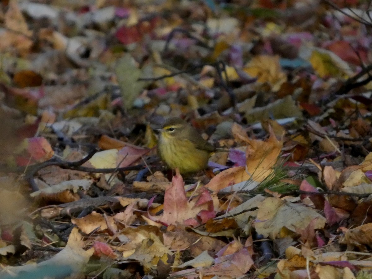 סבכון חום-כיפה - ML644468813