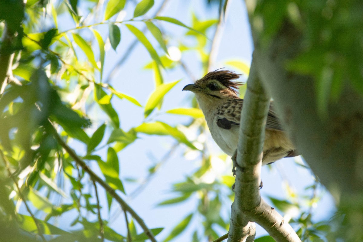 Striped Cuckoo - ML644468816