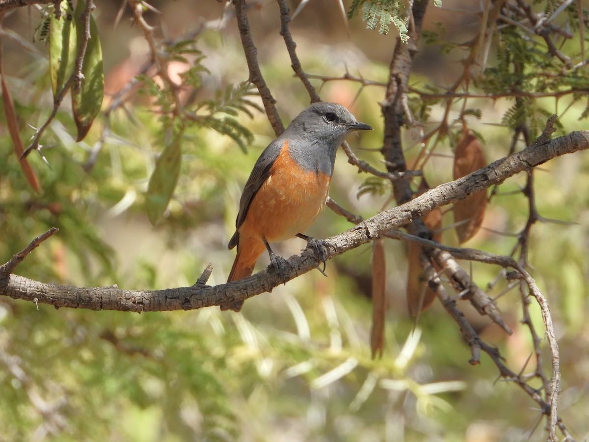 Скеляр малий - ML644468818