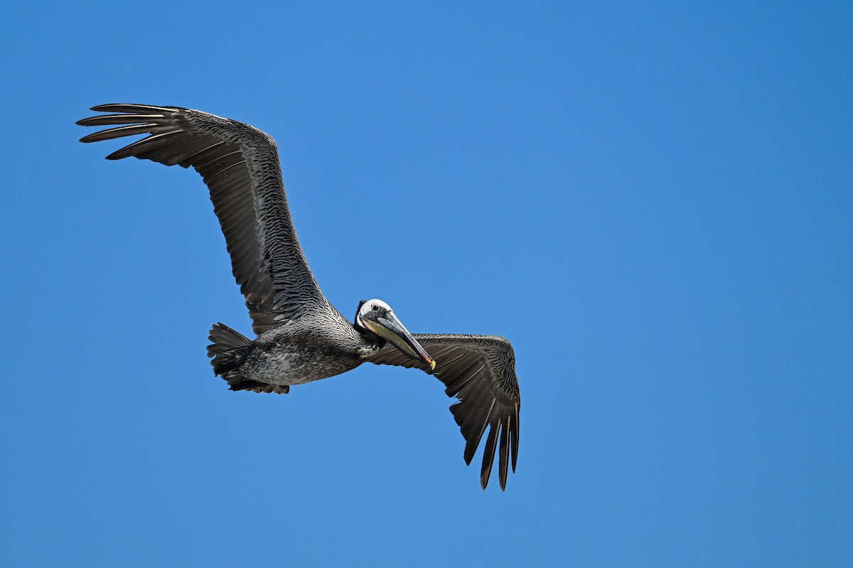 Brown Pelican - ML644468820