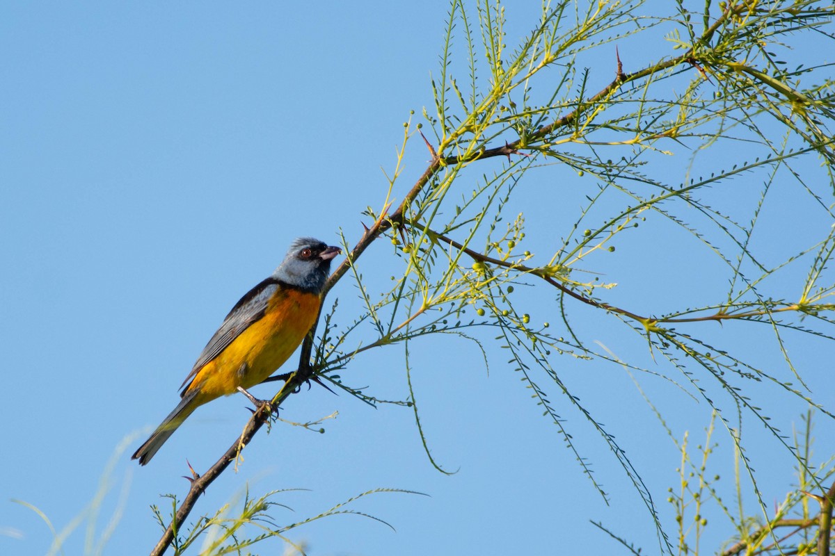 Blue-and-yellow Tanager - ML644468822