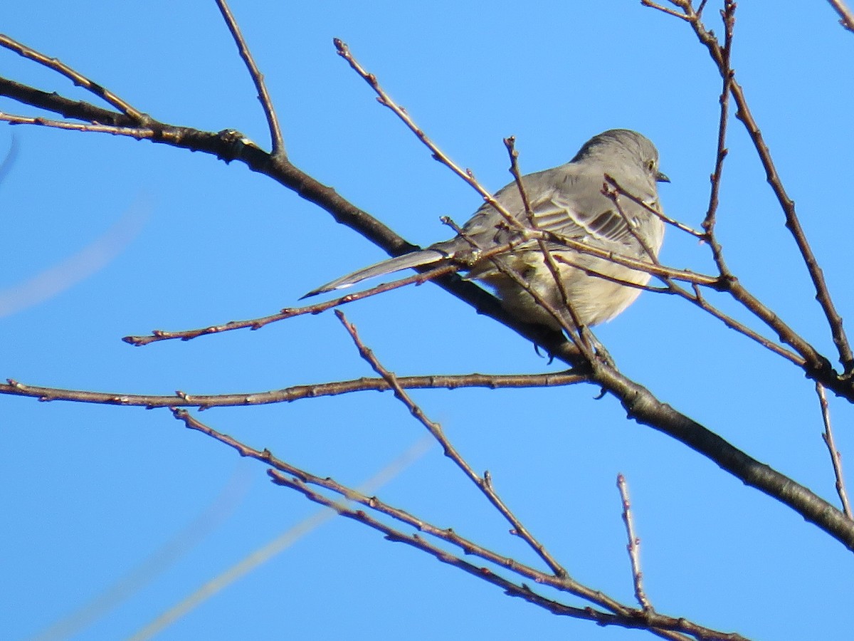Northern Mockingbird - ML644468826