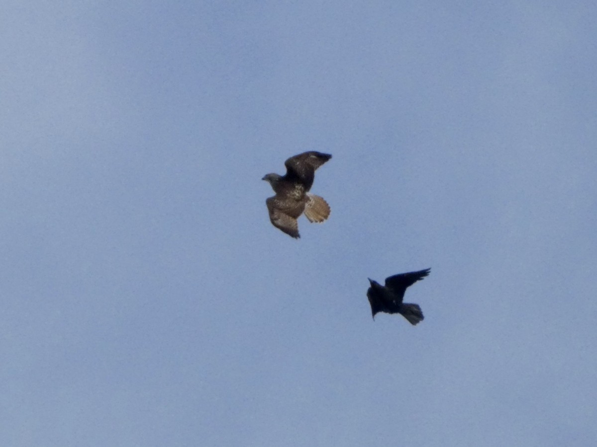 Red-tailed Hawk - ML644468831