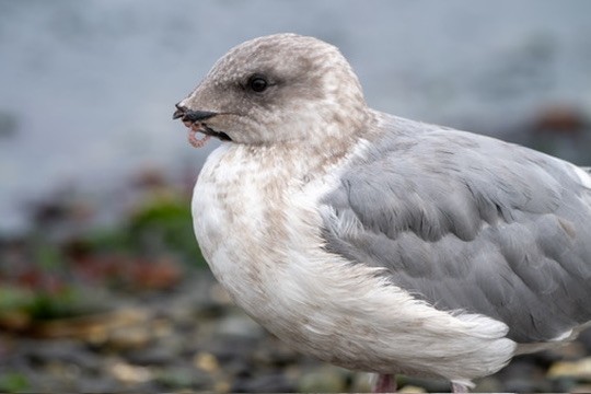 Серокрылая чайка - ML644468842