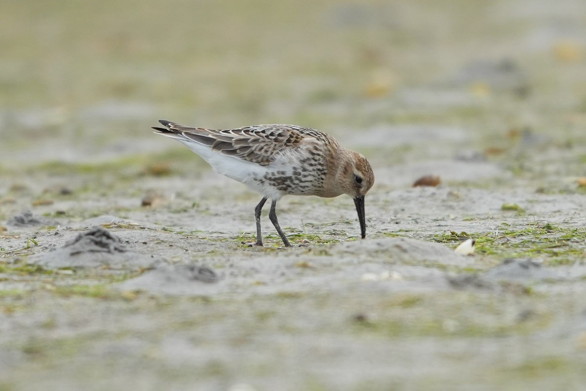 Txirri arrunta - ML644468844