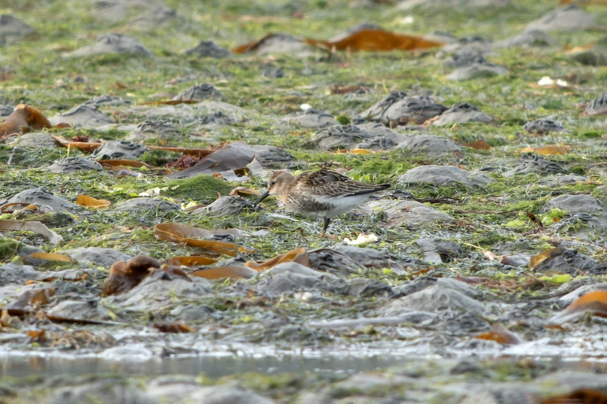 Txirri arrunta - ML644468845