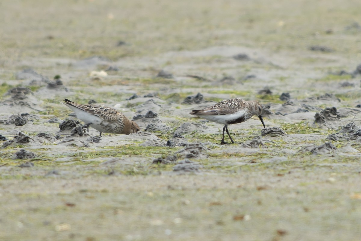 Txirri arrunta - ML644468846