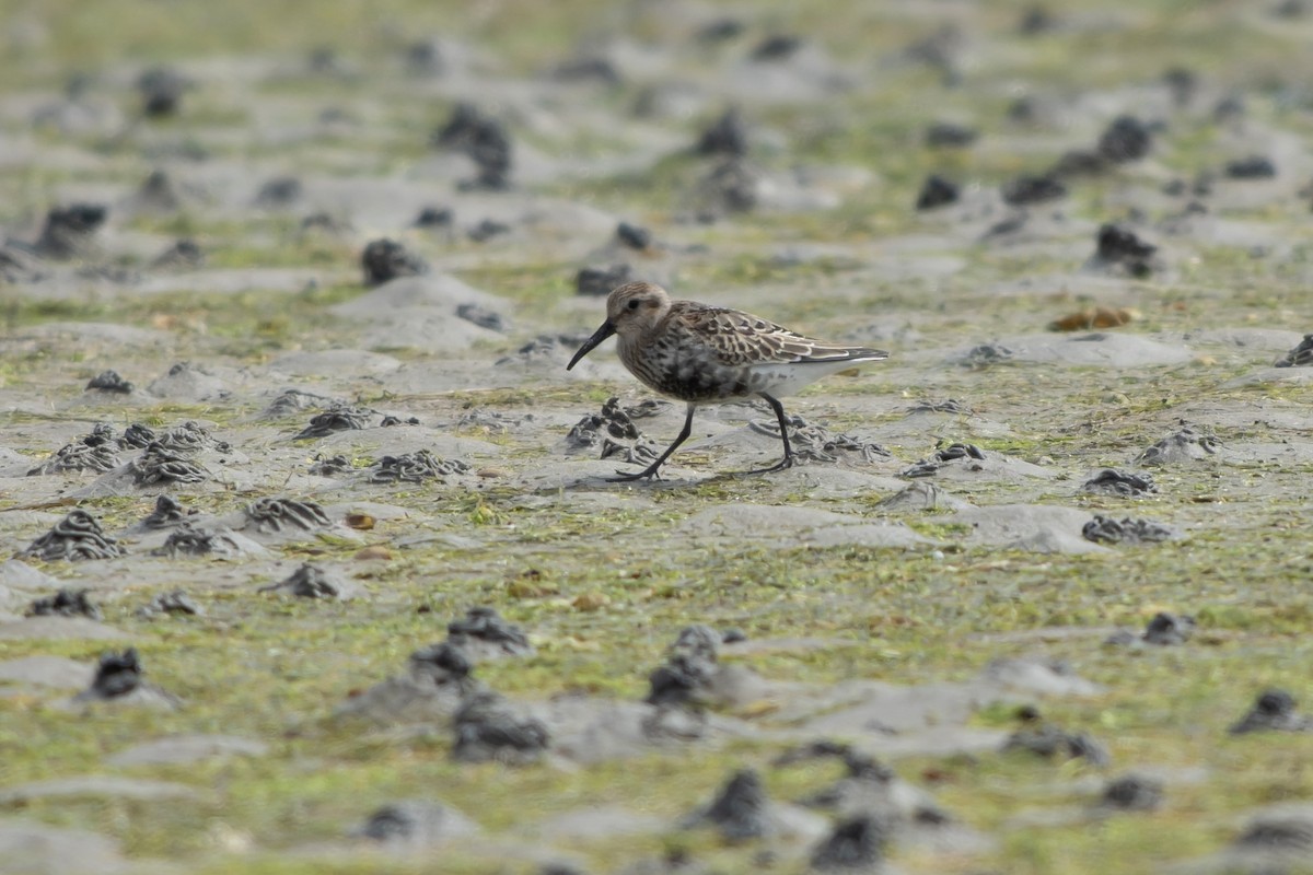 Txirri arrunta - ML644468847