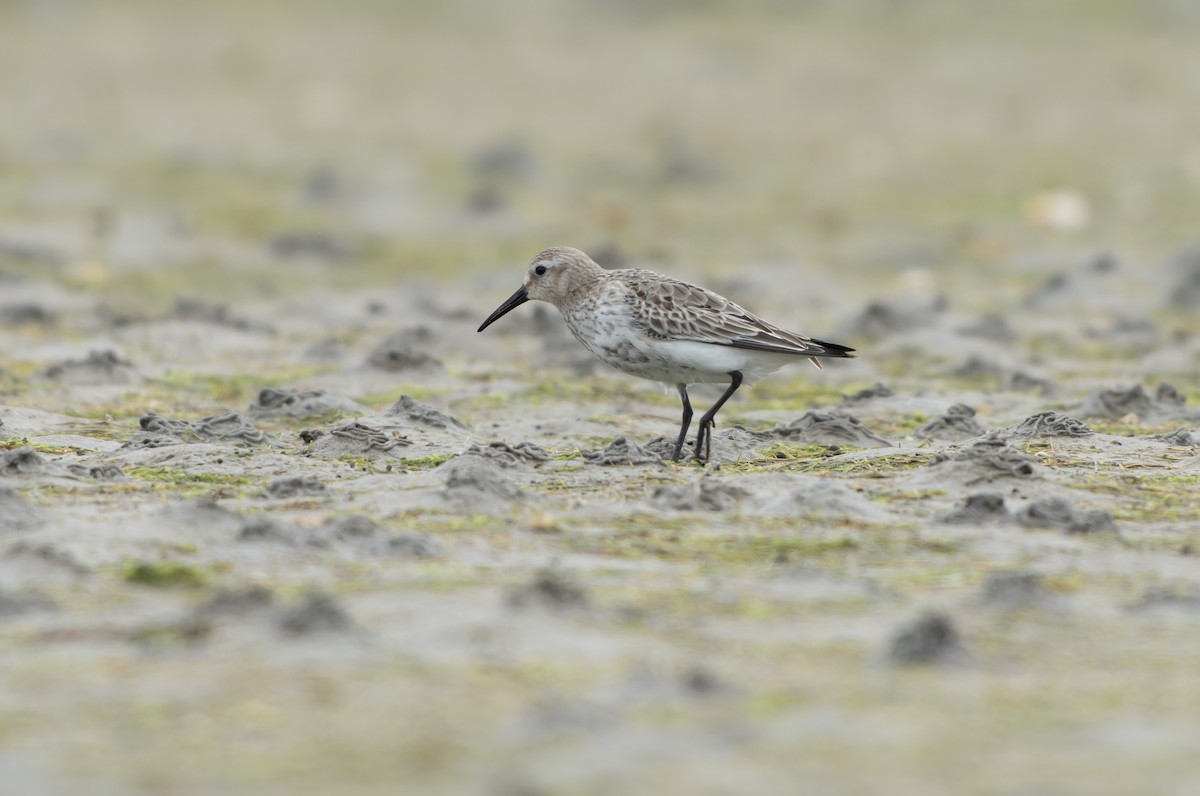 Txirri arrunta - ML644468848